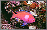 PNG Square Spot Anthias