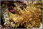 PNG Yellow Rhinopias