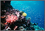 Shallow Reef On Carls Ultimate Reef