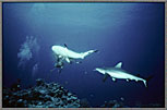 Sharks Attack Bait