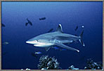 Silvertip Shark Shoots In