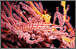 Tartan Hawkfish Amid Corals