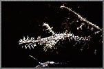 Two Ghost Pipefish Mimic Corals
