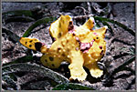 Yellow Frogfish On Shallow Bottom