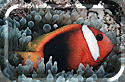 The colorful Clown Fish!