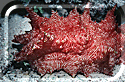 A wonderfully colored Sea Cucumber!