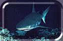 Grey Shark