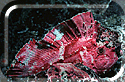 Leaf Scorpionfish for YOU!