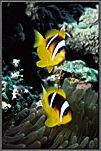 A Pair Of Clownfish Dance Above Their Anemone