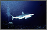 Gray Shark Racing During Feeding