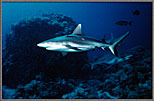 Gray Sharks Sense Food