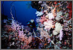 Jessica Amid Purple Soft Corals