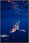 Oceanic White Tip Shark Zeroes In