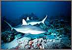 Pack Of Gray Sharks