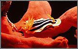 RS Chromodoris 0n Red Sponge