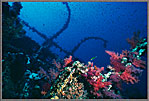 RS Corals On Aida Wreck