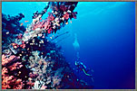 RS Diver On Carnatic Wreck