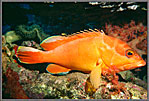 RS Grouper Watches Us