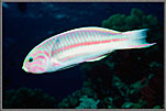 Harlequin Wrasse