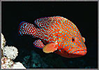 Inquisitive Red Coney
