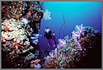 Jessica Amid Purple Corals Sudan