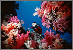 Jessica Amid Soft Coral Colonies