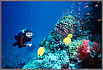 RS Jessica With Saudi Reef