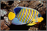 RS King Angelfish Pyglopites