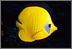 Lemon Butterflyfish