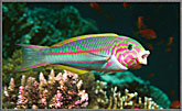 RS Painted Wrasse Halichoeres