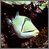 RS Picasso Triggerfish Is Curious