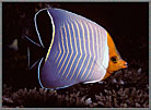 RS Red Faced Chevron Butterfly Fish