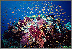 RS Reeftop Crowded With Many Anthias