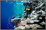 RS Shallow Reef Crest