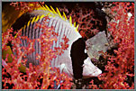 RS Sleeping Butterfly Fish Nestled Amid Soft Corals
