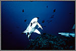 Sharks Attacks Bait