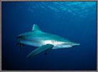 Silky Shark Close
