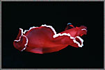 Spanish Dancer In Darkness