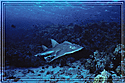 Red Sea Cow-Nosed ray Rhinobatus
