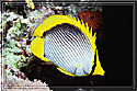 Red Sea Grouper in back watches Butterflyfish