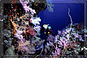 Red Sea Jessica amid corals at Sanganeb