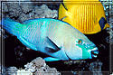 Red Sea Parrotfish races toward us