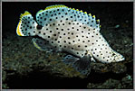 Barramundi Cod Cruises Over Sand