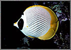 Black Eyed Butterflyfish