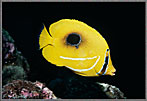 Blackspot Butterflyfish