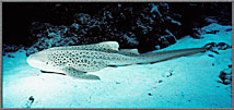 Cat SharK Stegastoma