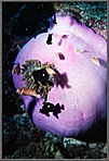 Clownfish Around Closed Anemone