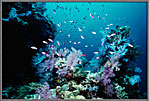 Coral Grotto On Mermaid Wall