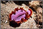 Flatworm On Sand