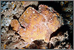 Frogfish On Navy Pier